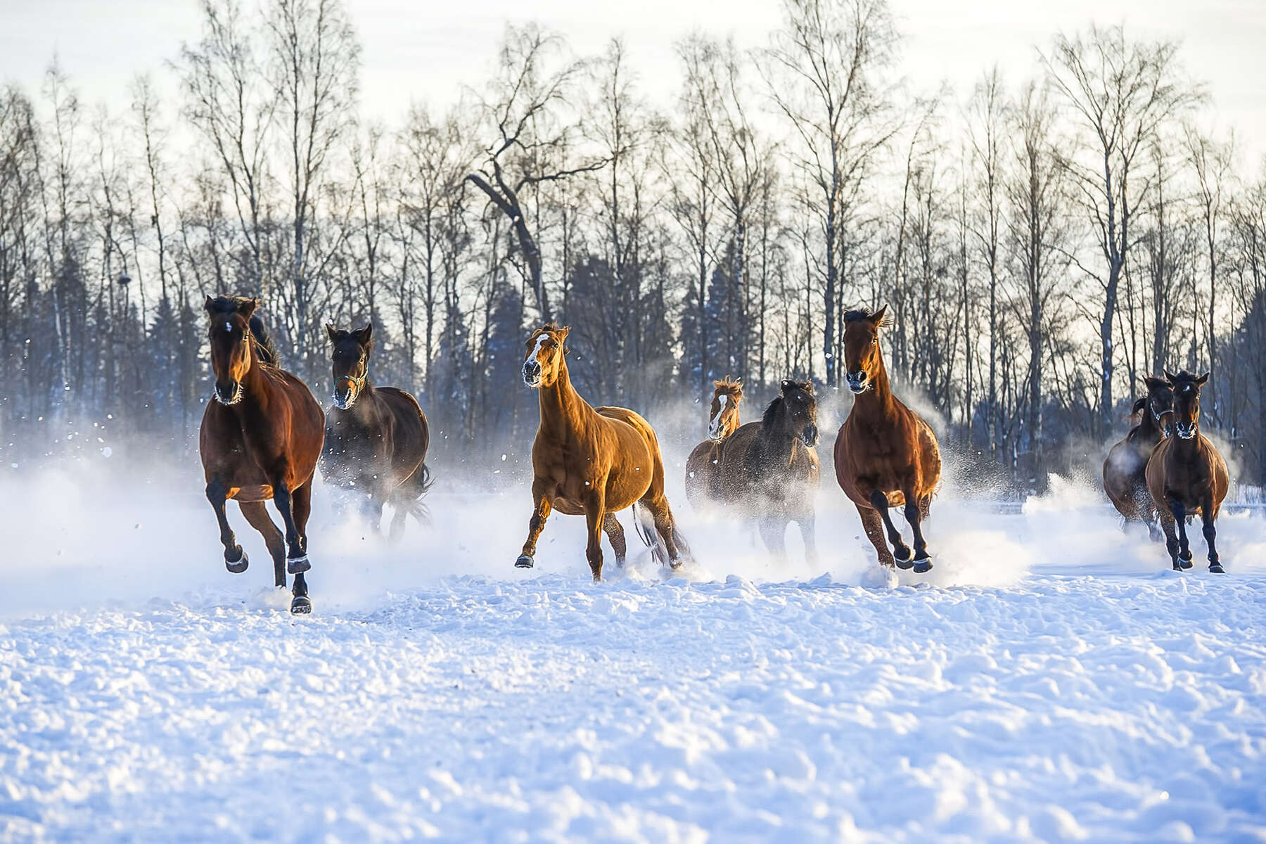canada quebec hiver rando cheval daventure 13 3968